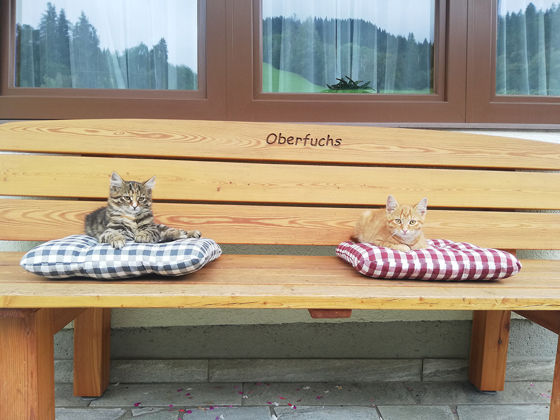 Our house cats in front of the Oberfuchs in Schladming